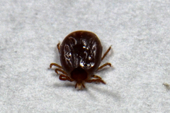 Amblyomma americanum