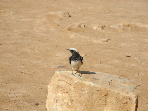 Hooded Wheatear (Oenanthe monacha), photo 7