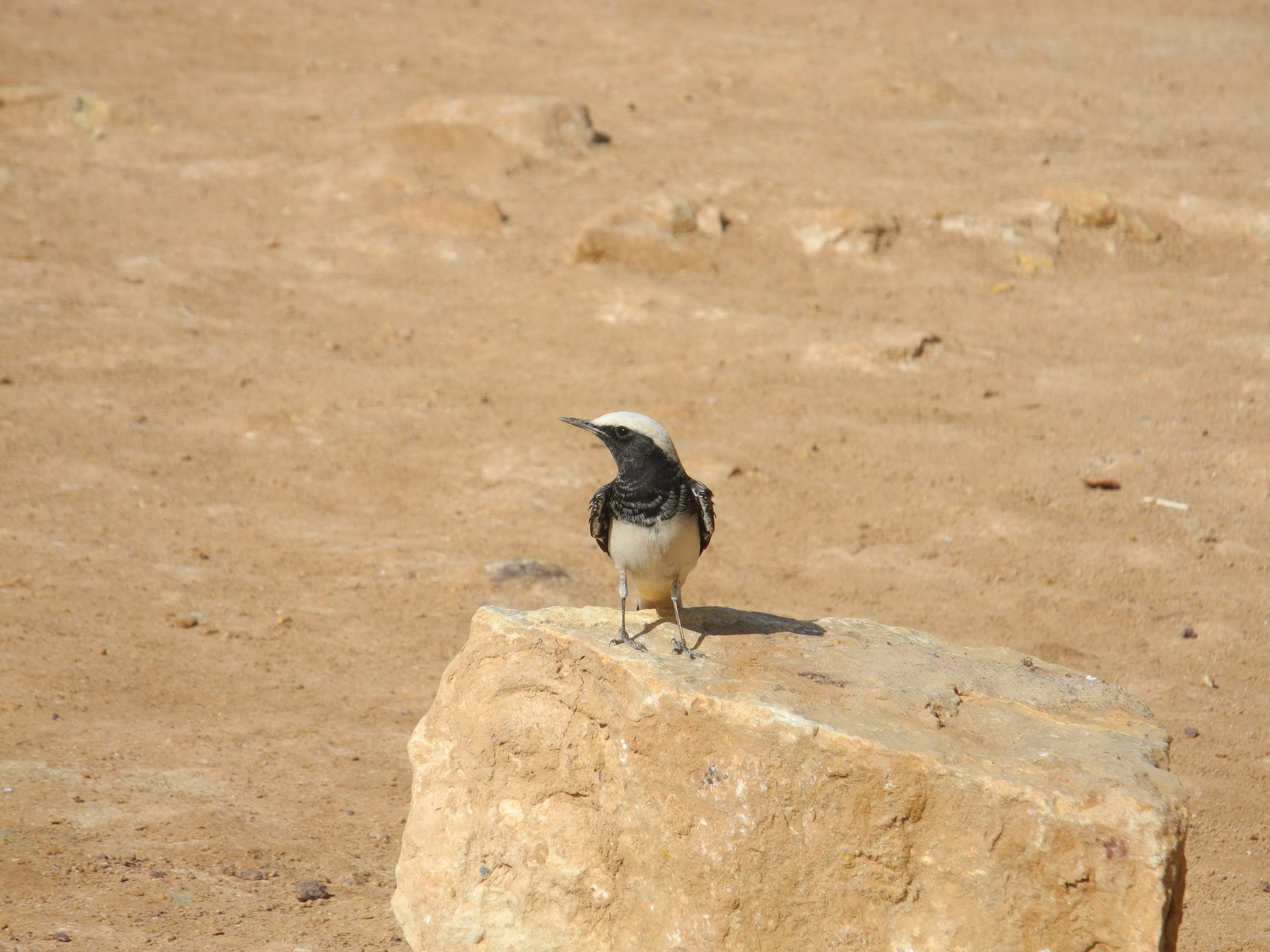 Hooded Wheatear (Oenanthe monacha), photo 7