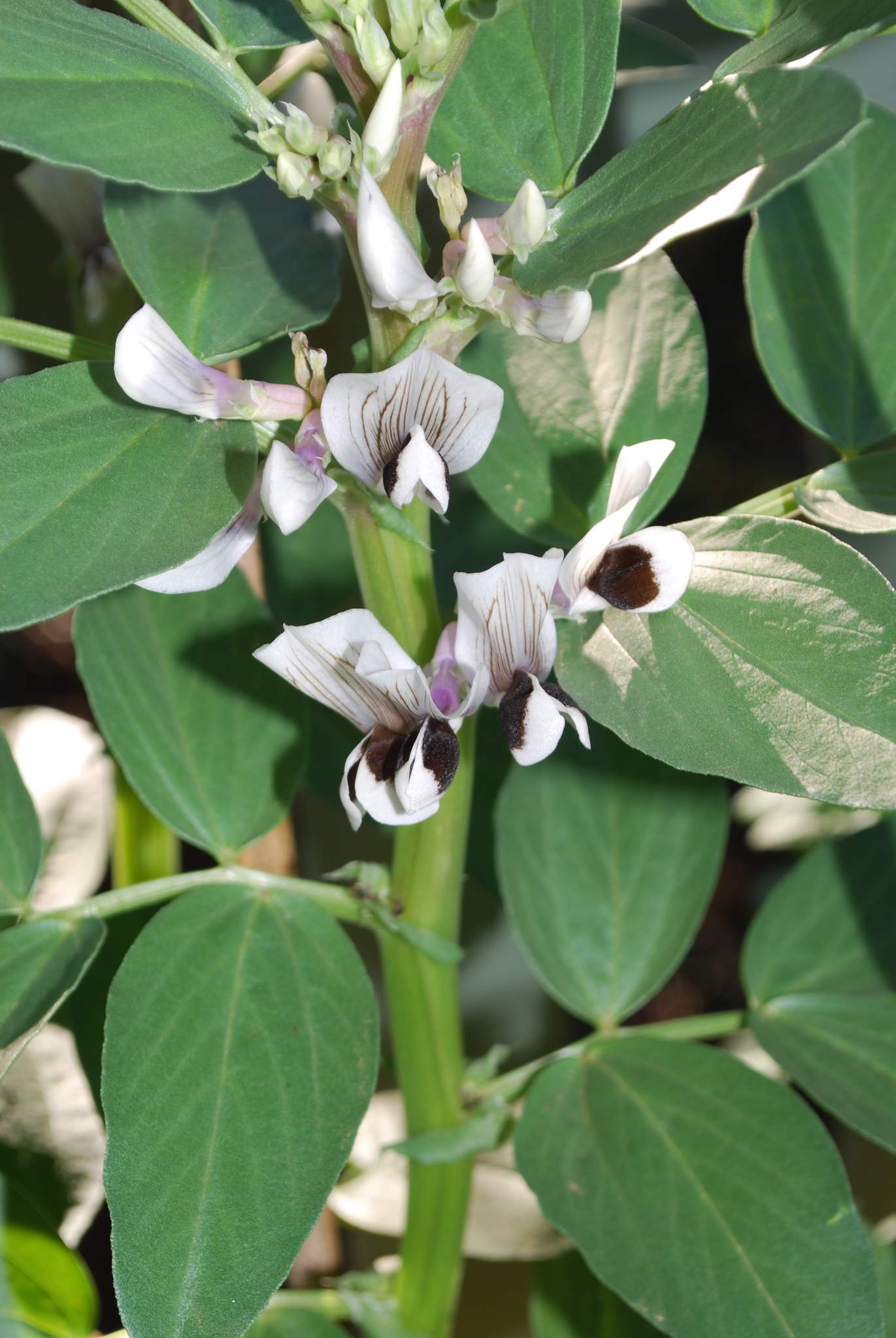 Vicia faba