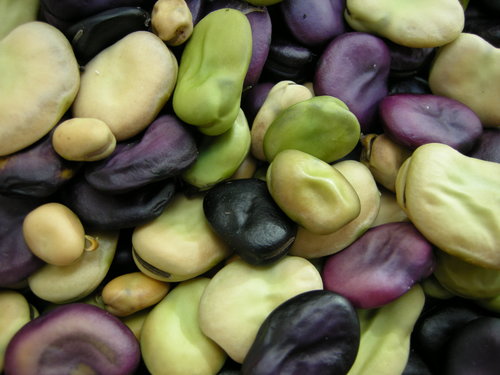 fava bean