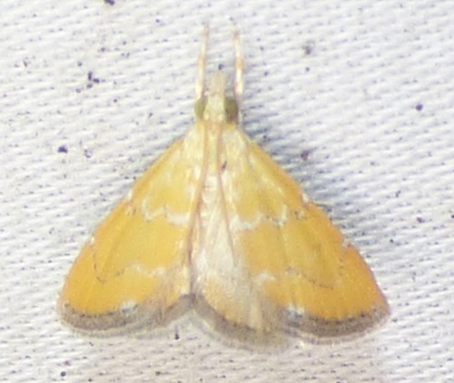 Xanthophysa psychicalis photo 5