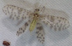 Nallachius americanus