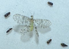 Nallachius americanus