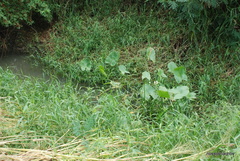 Echinodorus grandiflorus