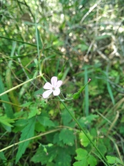 Geranium asphodeloides tauricum