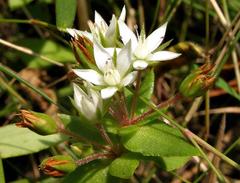 Crassula pellucida image