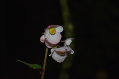 Begonia pedata
