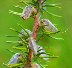 Aspalathus cliffortiifolia