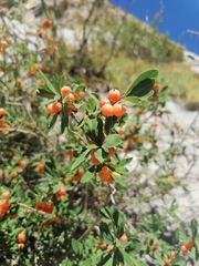Lonicera pyrenaica