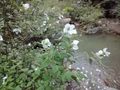 Philadelphus microphyllus madrensis