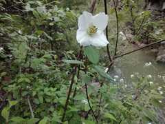 Philadelphus microphyllus madrensis