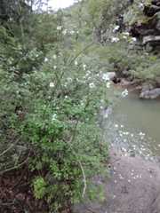 Philadelphus microphyllus madrensis