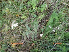 Achillea pannonica