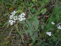 Achillea pannonica