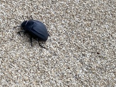 Erodius siculus neapolitanus