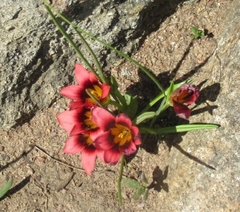 Romulea hirsuta