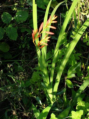 Crocosmia aurea subsp. aurea image