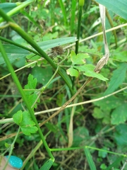 Geranium asphodeloides tauricum