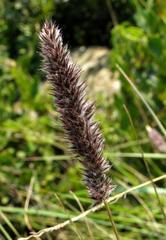 Eragrostis tincta image