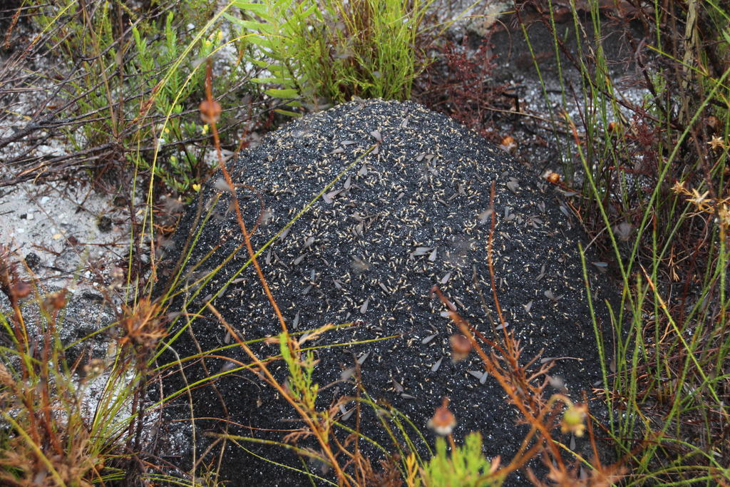 Blackmound Termite