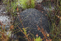 Blackmound Termite