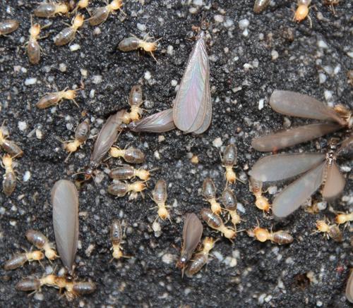 Blackmound Termite photo 6