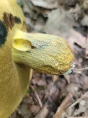 Butyriboletus roseopurpureus
