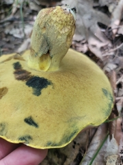Butyriboletus roseopurpureus