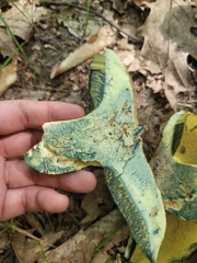 Butyriboletus roseopurpureus