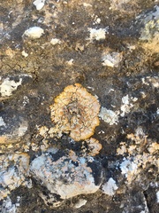 Variospora flavescens