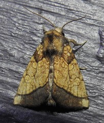 Papaipema rigida