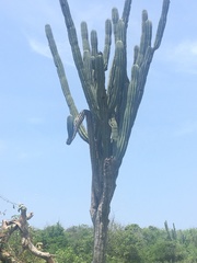 Pachycereus