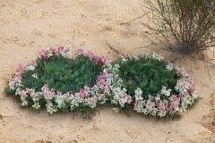 Lechenaultia macrantha