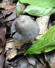 Coprinopsis lagopus