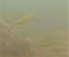 Caesio caerulaurea