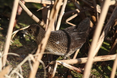 Sarothrura rufa rufa