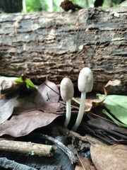 Coprinopsis lagopus