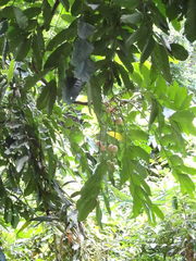 Aphanamixis polystachya