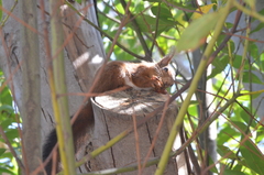 Sciurus vulgaris
