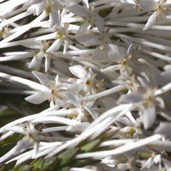 Struthiola myrsinites