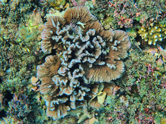 Merulina scabricula