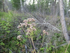 Saussurea parviflora