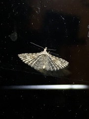 Alucita montana