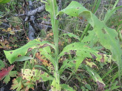 Saussurea parviflora