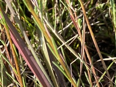 Manomera brachypyga