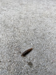 Alinda biplicata