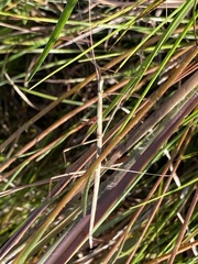 Manomera brachypyga