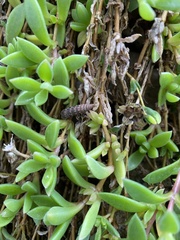 Alinda biplicata