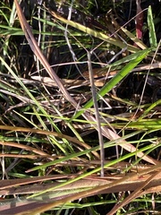 Manomera brachypyga